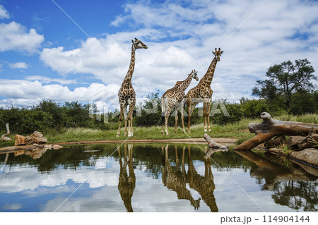 Giraffe in Kruger National park, South Africa 114904144