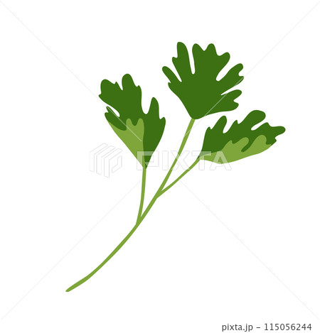 Twig with fresh parsley leaves vector illustration 115056244