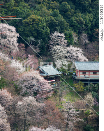 奈良県の吉野山の桜に囲まれた寺 115060516