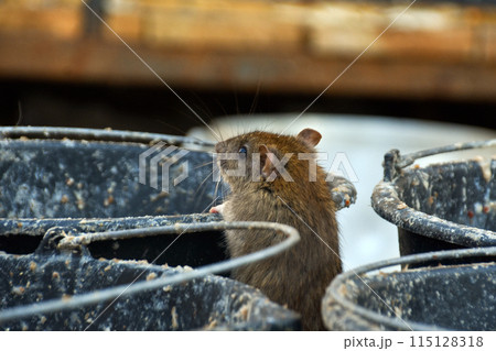 big gray rat on buckets with food waste 115128318