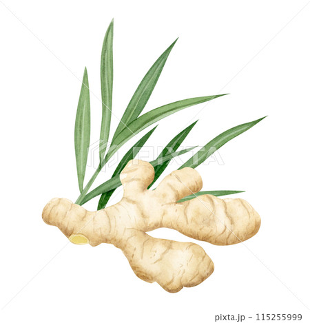 Growing ginger root with leaves watercolor illustration isolated on white in pastel beige and green colors. Horseradish vegetable spice for kitchen designs and organic healthy superfood products 115255999