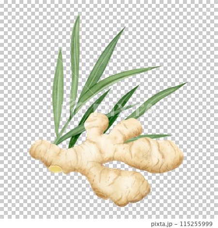 Growing ginger root with leaves watercolor illustration isolated on white in pastel beige and green colors. Horseradish vegetable spice for kitchen designs and organic healthy superfood products 115255999