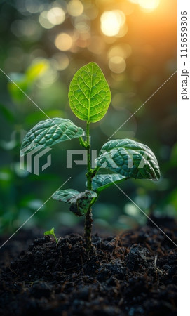 A young plant sprouting from the soil under sunlight, symbolizing new life and growth in nature. The background is blurred to emphasize the green leaf of the seedling against the warm light rays. 115659306