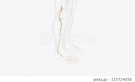 tibial nerve and terminal branches 115724038