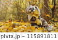 Shih Tzu in autumn leaves wearing a sweater 115891811