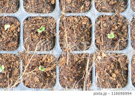 Organic farming, seedlings growing in greenhouse. 116098994