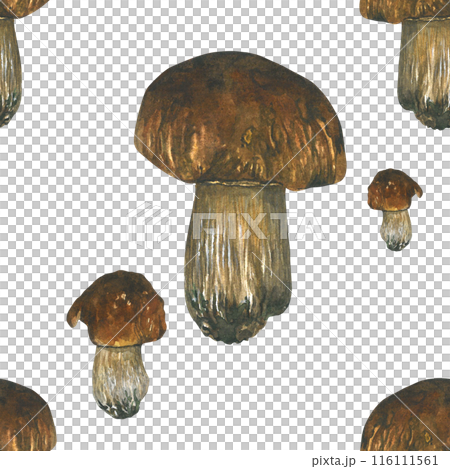 Watercolor seamless pattern of porcini mushrooms. Isolated on a white background, hand-drawn. 116111561