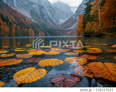 Autumn leaves float on the surface of lake against the backdrop of forest and mountains 116257023