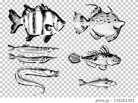 いろいろな手書きの魚の集合　和風筆書きの魚セット　右向き 116261303