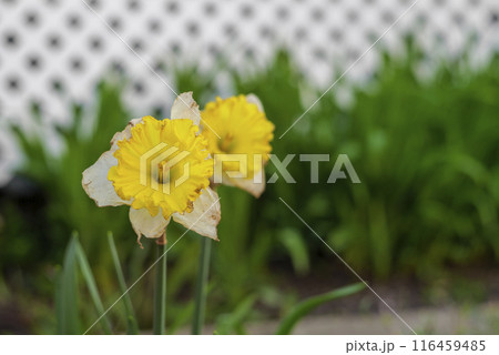 Blooming white daffodils in the garden. Meadow of daffodils in the park. Shallow depth of field. 116459485