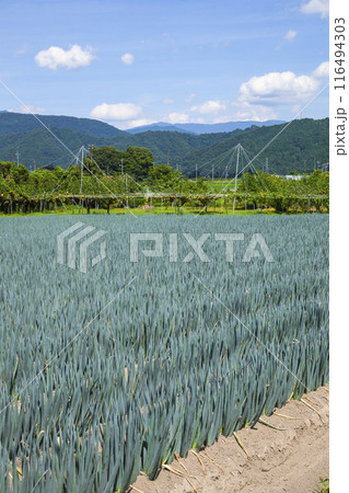 ネギ畑のある夏の田園風景 鳥取県 八頭町 116494303