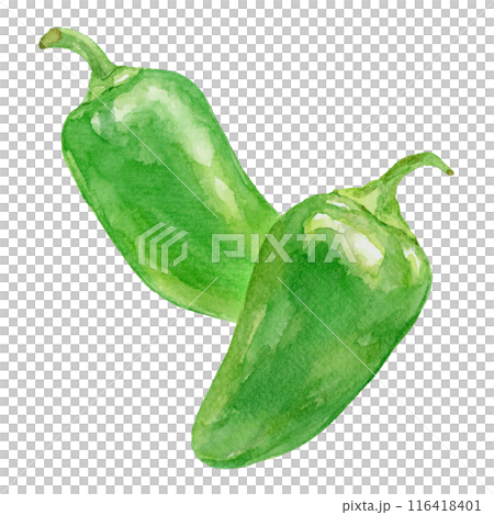 Two jalapenos watercolor illustration 116418401