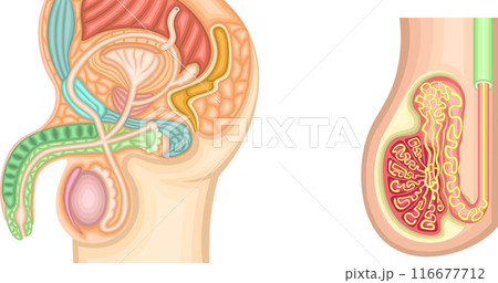 男性生殖器　構造　イラスト 116677712