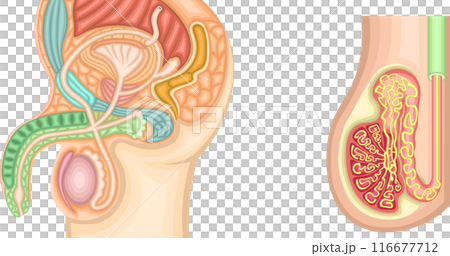 男性生殖器　構造　イラスト 116677712