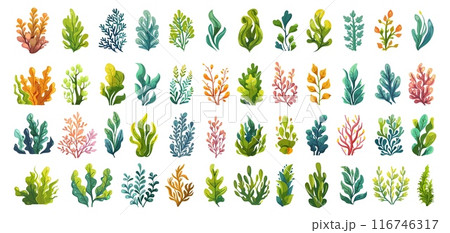 Cartoon seaweed. Underwater sea weed, ocean coral plants undersea aquatic tropical laminaria reef marine aquarium flowers colorful seaweeds set vector illustration 116746317