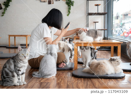 Happiness Asian woman playing with cats in cat cafe. Cat cafe are a type of coffee shop where patrons can play with cats that roam freely around the establishment. 117043109