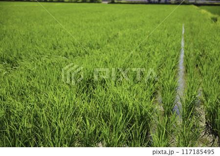 田植えが終わった水田、夏の風景 117185495