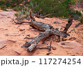 Fallen Tree Dry Trunk on Devils Garden Trail 117274254