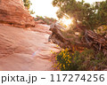 Sunset on Devils Garden Trail in Utah, USA 117274256