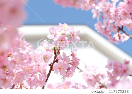 青空と白壁に映える河津桜のイメージ 117375828