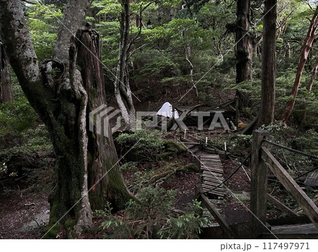 The Jomonsugi, Yakushima, is a giant cedar tree oldest tree. Trekking route from the Arakawa trailhead to Takatsuka hut. 117497971