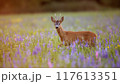 Roe Deer Buck Among Blooming Wildflowers at Sunset 117613351