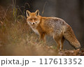 Red fox turning back on dry orange leaves in autumn 117613352