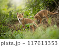 Two little red fox playing in forest in springtime 117613353