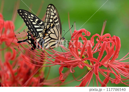 ヒガンバナ(Lycoris radiata) 117786540