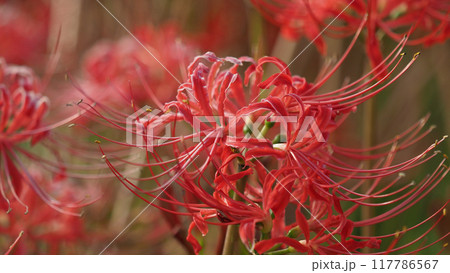 ヒガンバナ(Lycoris radiata) 117786567