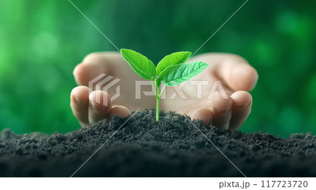 Hands nurturing a young plant in rich soil outdoors 117723720