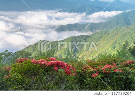 《山梨県》富士山と大雲海・初夏の新道峠 117729204