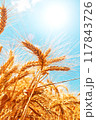 Wheat field 117843726