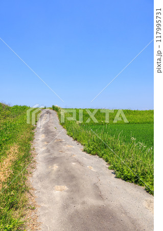 初夏の田園風景　愛知県常滑市 117995731