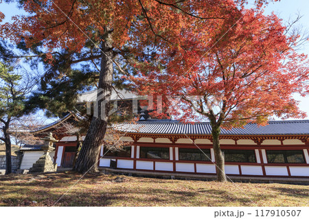 奈良県奈良市　秋の東大寺大仏殿と紅葉 117910507