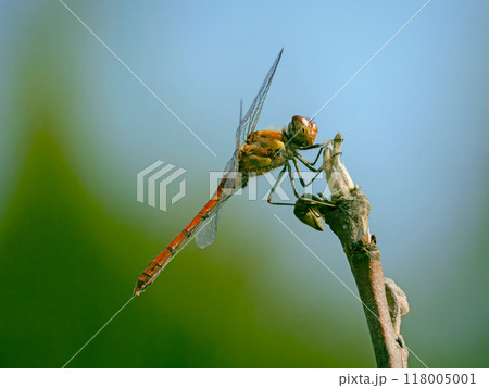 Dragonfly sitting still on a plant stem 118005001