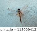 Broad-bodied chaser on white wall 118009412