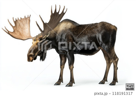 moose stands still, its impressive antlers fully extended, embodying strength and elegance while isolated on a bright white background, highlighting its majestic form. 118191317