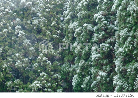 雪降る様子と積雪模様の杉林のイメージ素材 118378156