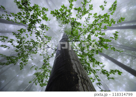 Summer beech trees with fog 118314799