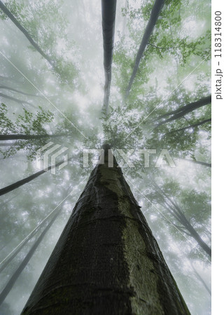 Summer beech trees with fog 118314800