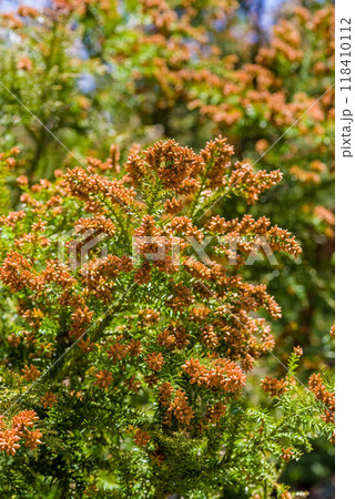 飛散直前の杉花粉・杉の雄花【花粉症イメージ素材】 118410112