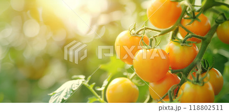 Organic agriculture concept: harvesting ripe yellow tomatoes in greenhouse 118802511