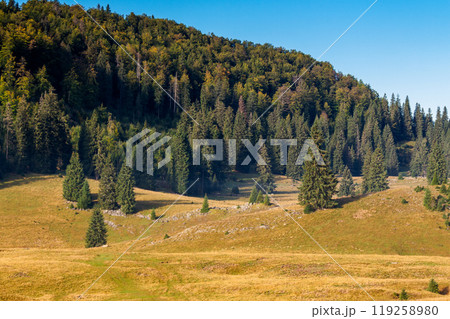 coniferous forest on the hill in autumn. sunny morning. beautiful landscape of apuseni natural park of romania in fall season. picturesque countryside of europe 119258980