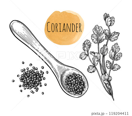 Coriander ink sketch. 119204411