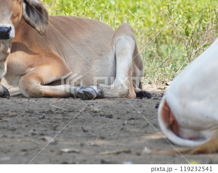 Native Thai cows in the countryside grasslands. Cows eat grass naturally. 119232541