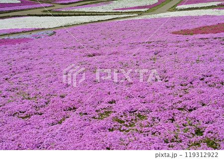 秩父羊山公園の花咲く芝桜の丘 119312922