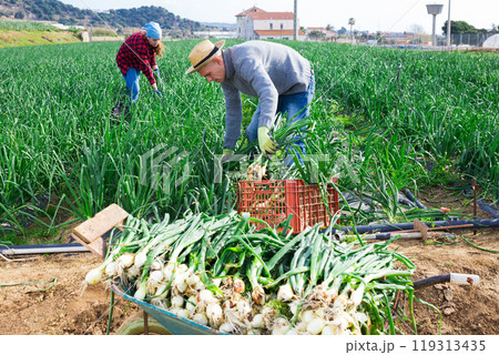 Couple of farmers harvesting green onions on farm field 119313435