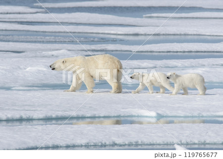 Wild polar bear (Ursus maritimus) mother and cub on the pack ice 119765677