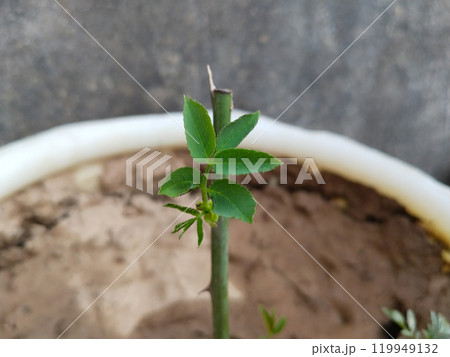 growing first leaf of rose plant cutting 119949132